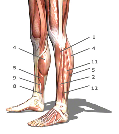 onderbeenspieren